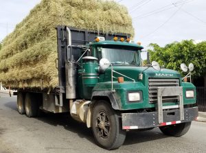 Ganaderos siguen desesperados en Santiago Rodríguez