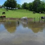 IAD construye más de 50 lagunas para ganaderos y productores de El Pino en Dajabón