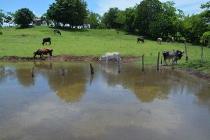 IAD construye más de 50 lagunas para ganaderos y productores de El Pino en Dajabón